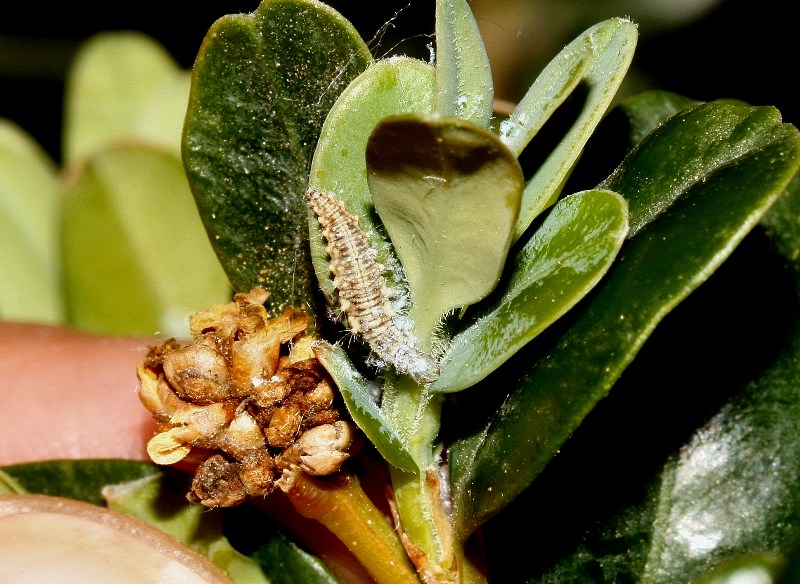 Larva di crisopa?